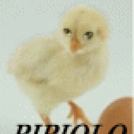 pipiolo6666