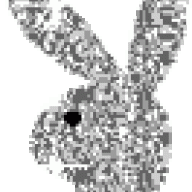 reedbuul