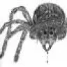 acromantula