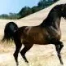 horsepower
