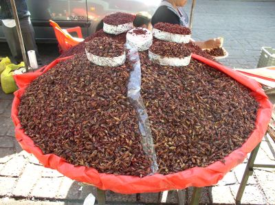 chapulines4.jpg