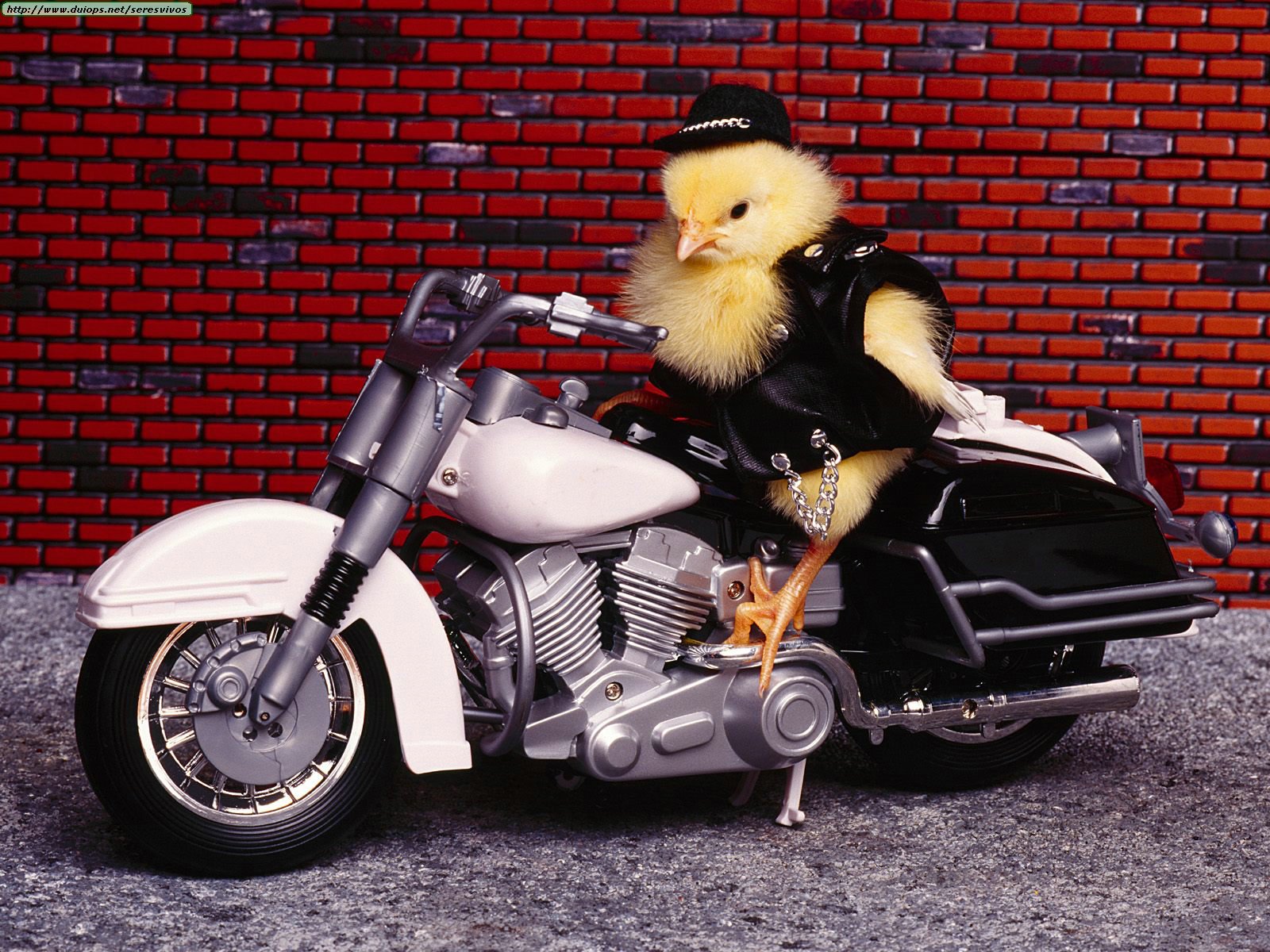 Animals%20Funny_Biker%20Chick.jpg