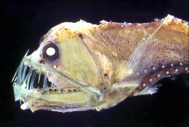 messina_straits_chauliodus_sloani.jpg