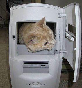 gato_pc.jpg