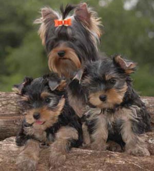 yorkies.jpg