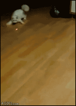 tumblr_lueottzhEl1r570ffo1_250.gif