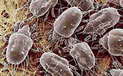dustmites.jpg