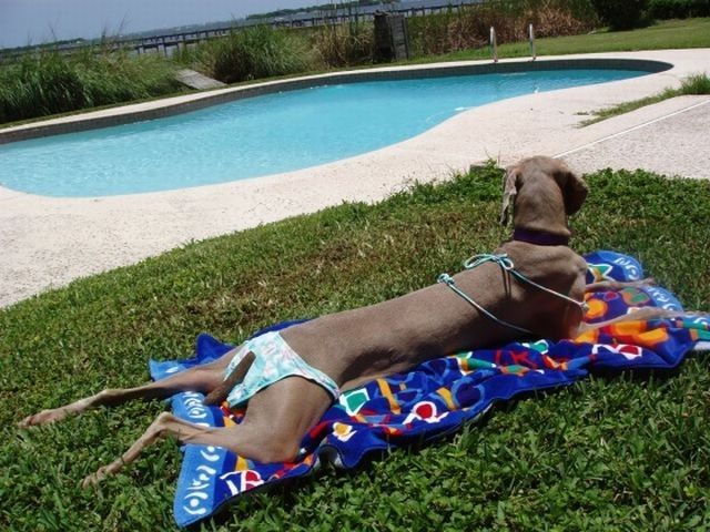 dog-costumes-20.jpg