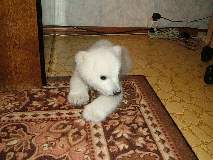 polarbearbabysaved-21.jpg