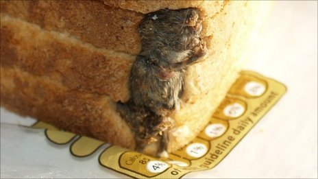 _49267251_mouse_003__2_.jpg