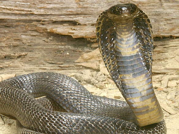 cobra.jpg