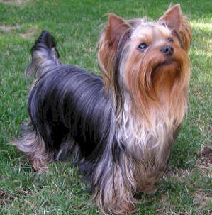 razas_ppal_yorkshire%20terrier_a.jpg