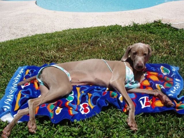dog-costumes-16.jpg