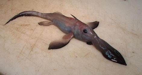 normal_longnose-chimaera.jpg