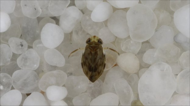 0701-micronecta_scholtzi_1.jpg
