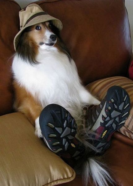 dog-costumes-13.jpg