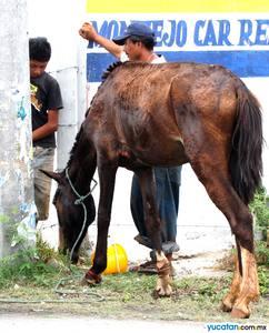 caballo.jpg