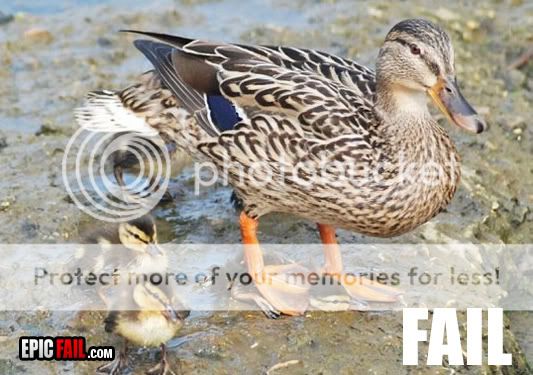 parenting-fail-duck.jpg