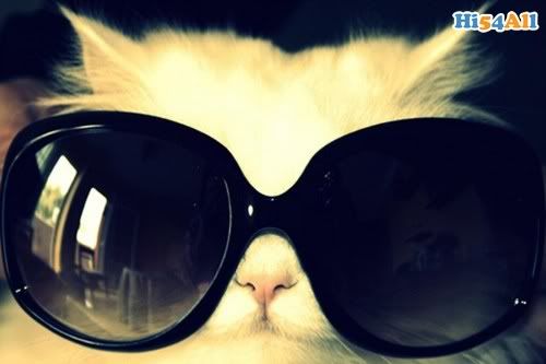 gato_y_lentes.jpg