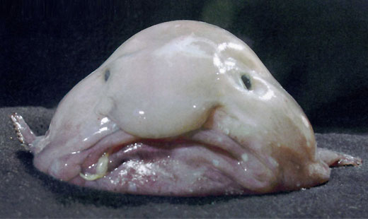 blobfish1.jpg