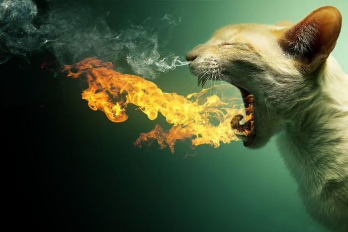 gato-muy-enfadado.jpg
