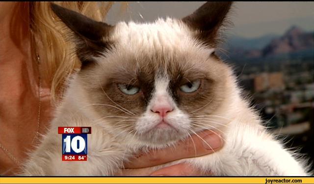 tv-show-grumpy-cat-sad-453422.jpeg