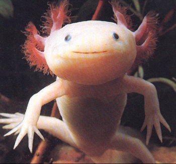 axolotl.jpg