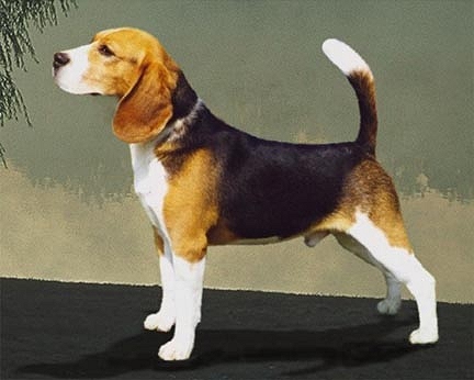 razas_ppal_beagle_beagle.jpg