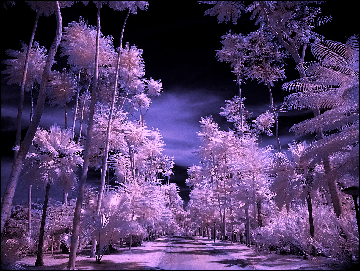 Tropical_Garden_IV_infrared_by_MichiLauke.jpg