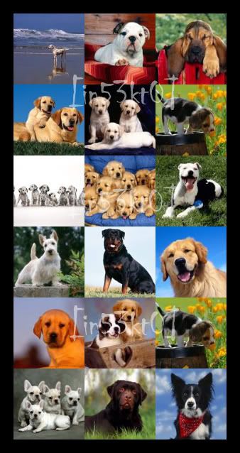 Dogs.jpg