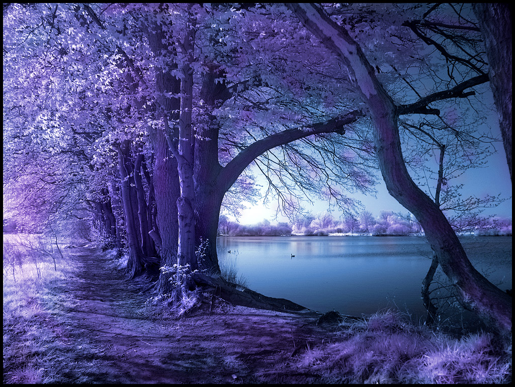 Spring_Wolni_infrared____by_MichiLauke.jpg