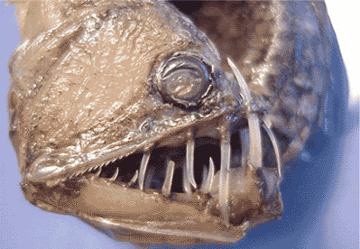 animal-feo.gif