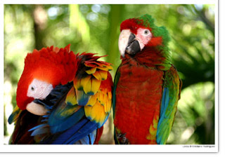 loros1-prev.jpg
