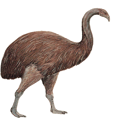moa.gif
