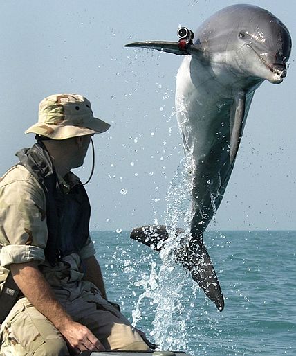 MILIT%20dolphin%20IRAQ%203.jpg