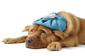 sick-dog.jpg