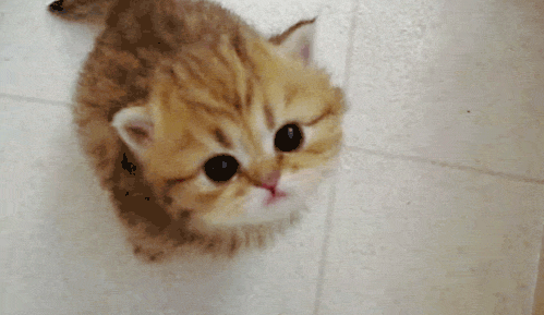 tumblr_luet5ybrFw1r69ukho1_500.gif
