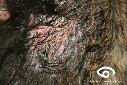 dermatitis-piotraumatica.jpg