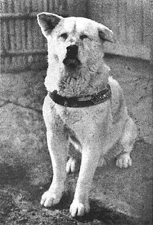 220px-Hachiko.JPG