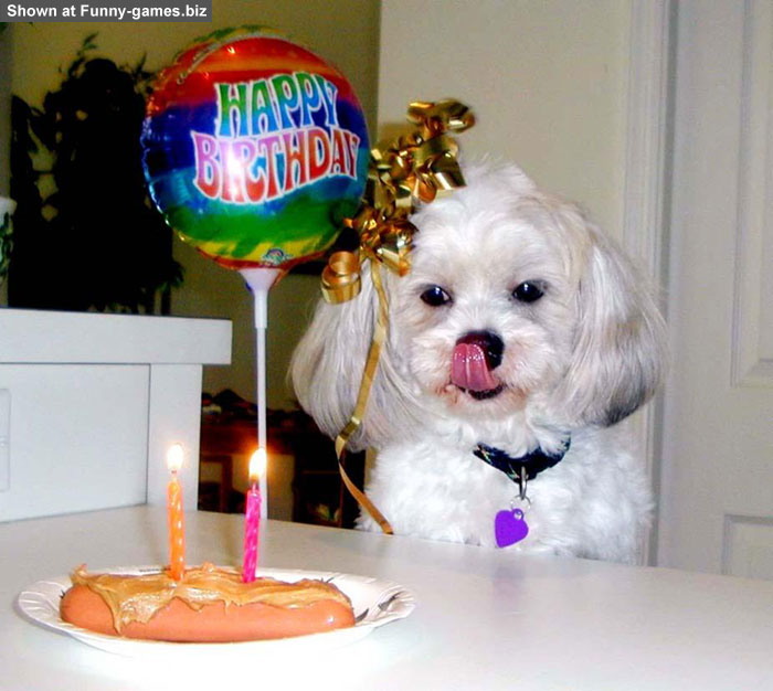 69-doggie-bday.jpg