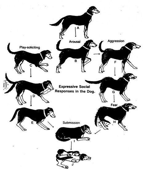 dog-whisperer-training.jpg
