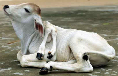 la_vaca_de_seis_patas.jpg