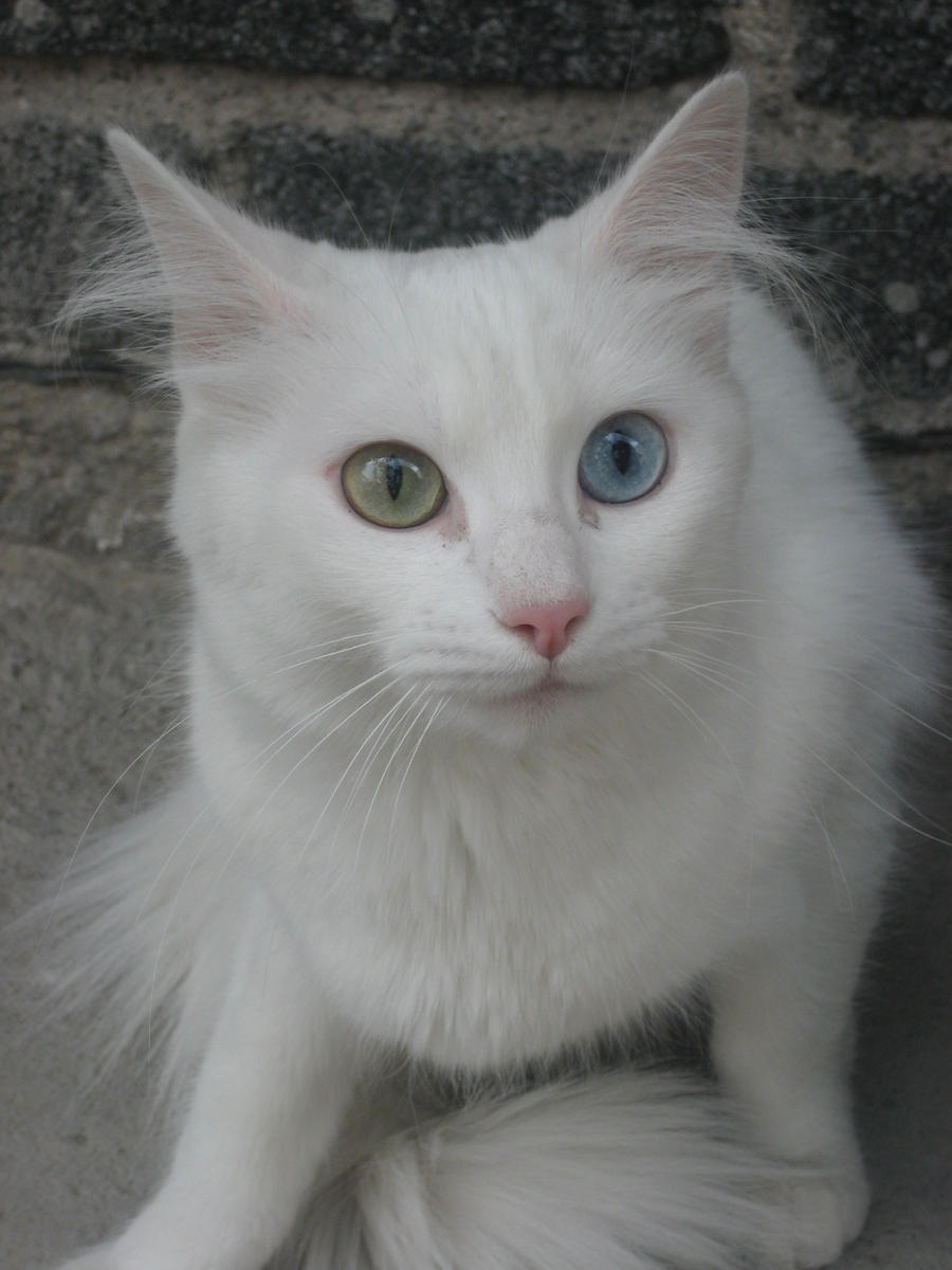 miausi___la_cucha_madre_by_krow000666-d335gzx.jpg
