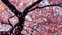 __cherry_blossom.JPG