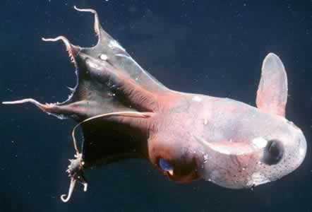 animal-feo9.jpg