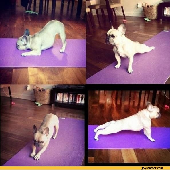 gif-dog-yoga-672918.jpeg