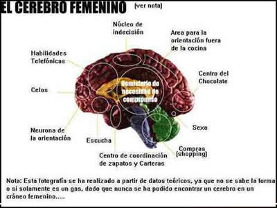 cerebrofemenino.jpg