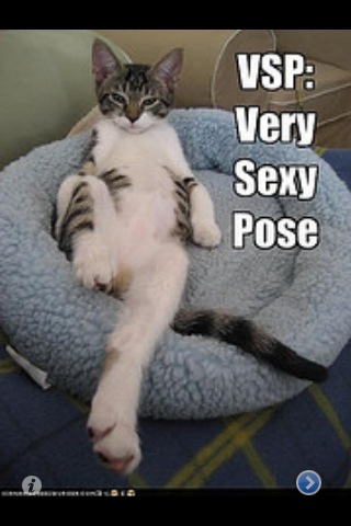 lolcats_pose.jpg