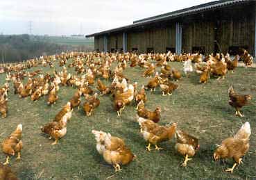 gallinas-pasto.jpg