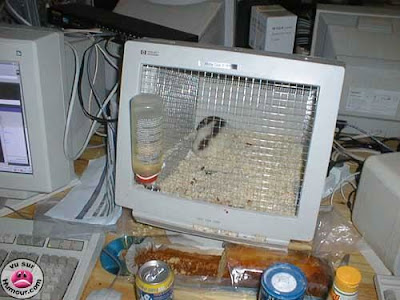 pc_hamster.jpg